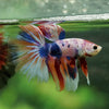 Galaxy/Candy Koi Halfmoon - 14 weeks old