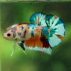 Multicolor/Galaxy Koi Plakat -16 weeks Old