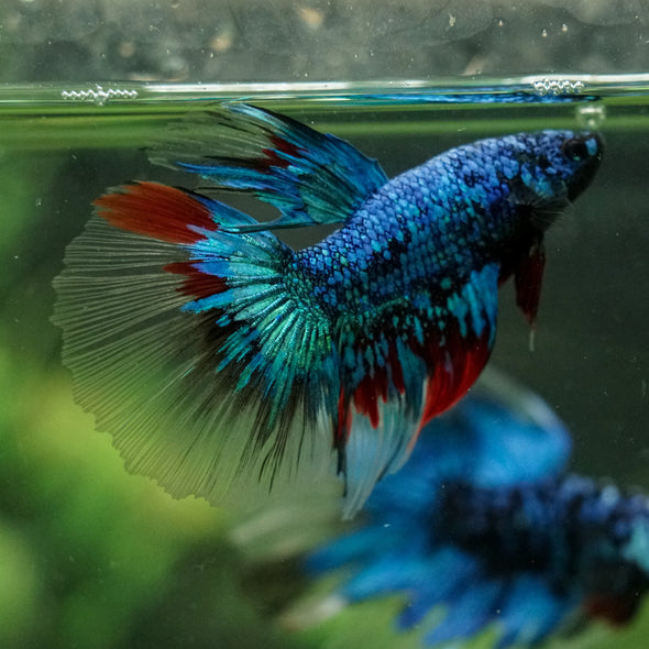 Black Base Galaxy Koi Halfmoon (Avatar) - 14 weeks old