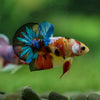 Multicolor/Galaxy Koi Plakat -10 weeks Old