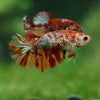 Multicolor/ Galaxy Koi Halfmoon- Female- 13 Weeks Old