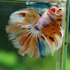 Galaxy/Candy Koi Halfmoon - 14 weeks old