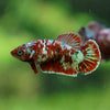 Multicolor/ Galaxy Koi Plakat - Female- 13 Weeks Old