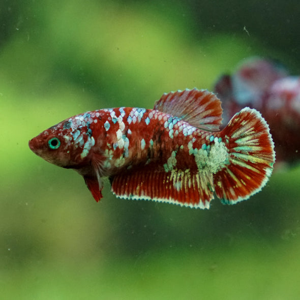Multicolor/ Galaxy Koi Plakat - Female- 13 Weeks Old