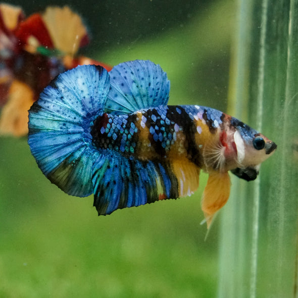 Multicolor/Galaxy Koi Plakat -16 weeks Old