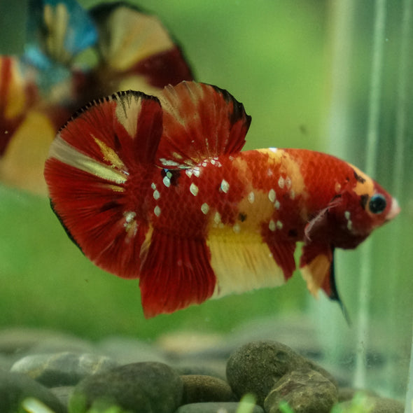 Multicolor/Galaxy Koi Plakat -13 weeks Old