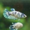 Blue/Green Dalmatian Plakat- Female