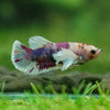 Candy Dumbo Plakat- Female- 13 Weeks Old