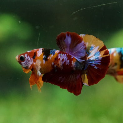 Multicolor/Galaxy Koi Plakat -13 weeks Old