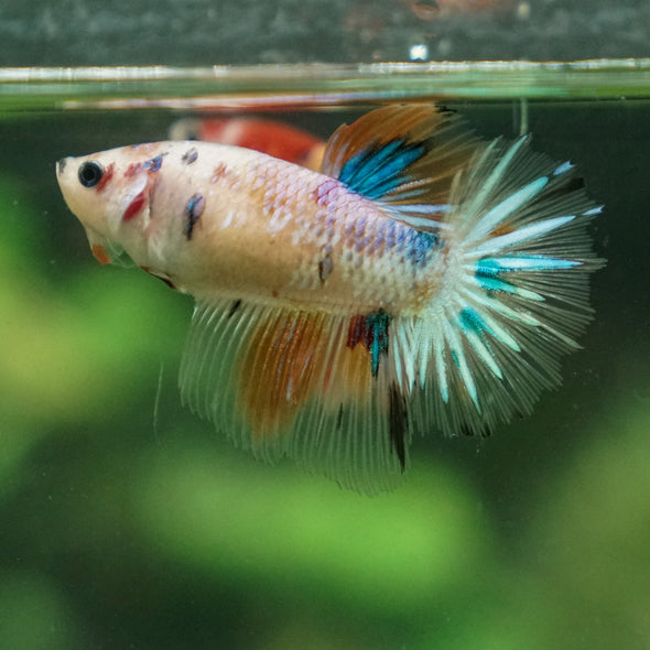 Multicolor/ Galaxy Koi Halfmoon- Female- 13 Weeks Old