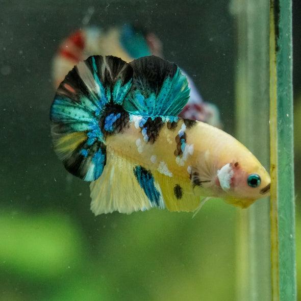 Multicolor/Galaxy Koi Plakat -16 weeks Old