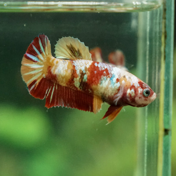 Multicolor/ Galaxy Koi Plakat - Female- 13 Weeks Old