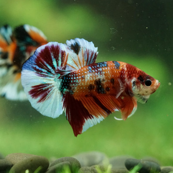 Multicolor/Galaxy Koi Plakat -16 weeks Old