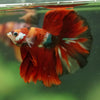 Galaxy/Candy Koi Halfmoon - 14 weeks old