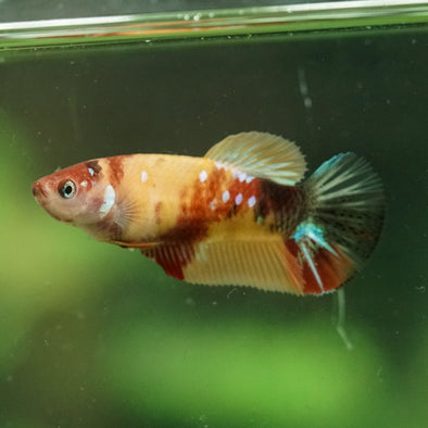 Multicolor/ Galaxy Koi Plakat- Female- 13 Weeks Old