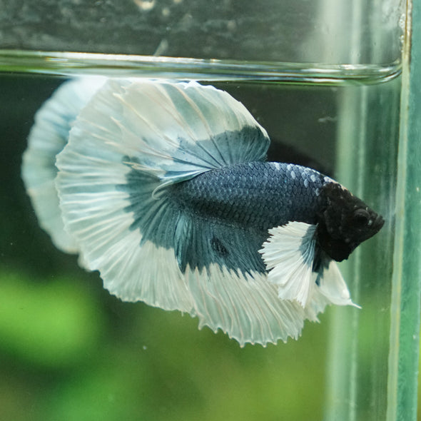 Dumbo Halfmoon - 13 weeks old