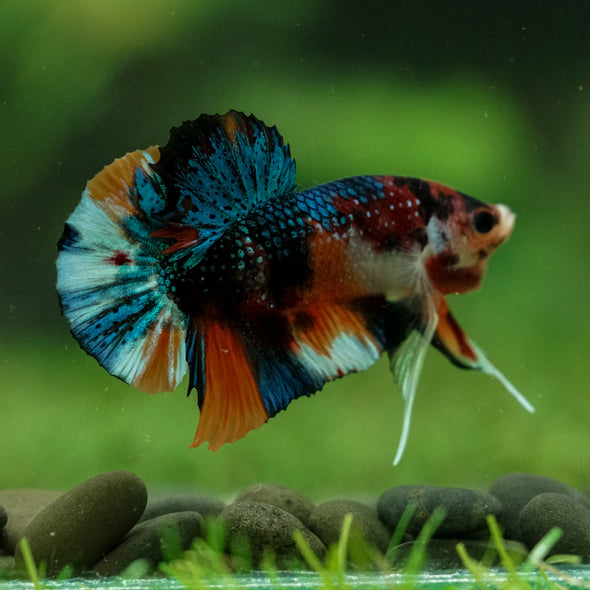 Multicolor/Galaxy Koi Plakat -16 weeks Old