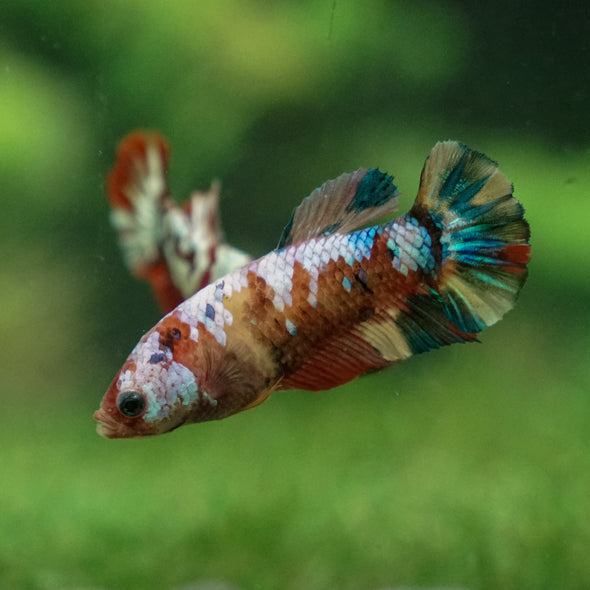 Multicolor/ Galaxy Koi Plakat - Female- 13 Weeks Old