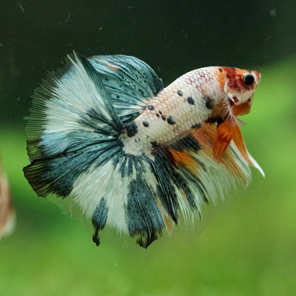 Galaxy/Candy Koi Halfmoon - 14 weeks old