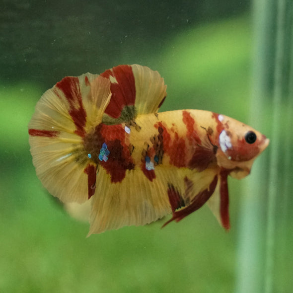 Multicolor/Galaxy Koi Plakat -13 weeks Old