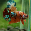 Multicolor/Galaxy Koi Plakat -13 weeks Old