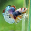 Multicolor/Galaxy Koi Plakat -10 weeks Old