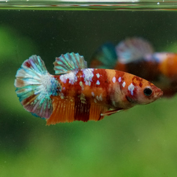 Multicolor/ Galaxy Koi Plakat - Female- 13 Weeks Old