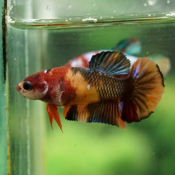 Multicolor/ Galaxy Koi Plakat- Female- 13 Weeks Old