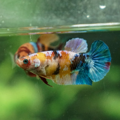 Multicolor/ Galaxy Koi Plakat - Female- 13 Weeks Old