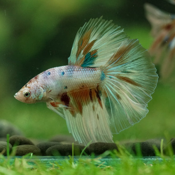 Galaxy/Candy Koi Halfmoon - 14 weeks old