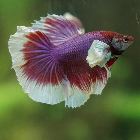 Dumbo Halfmoon - 12 weeks old