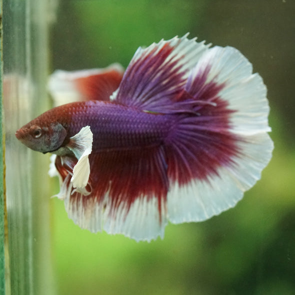 Dumbo Halfmoon - 12 weeks old