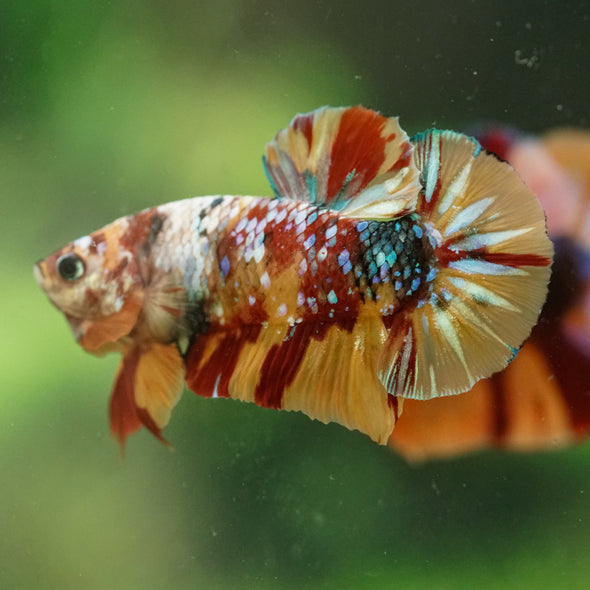 Multicolor/Galaxy Koi Plakat -16 weeks Old