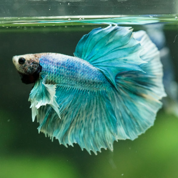 Dumbo Halfmoon - 11 weeks old