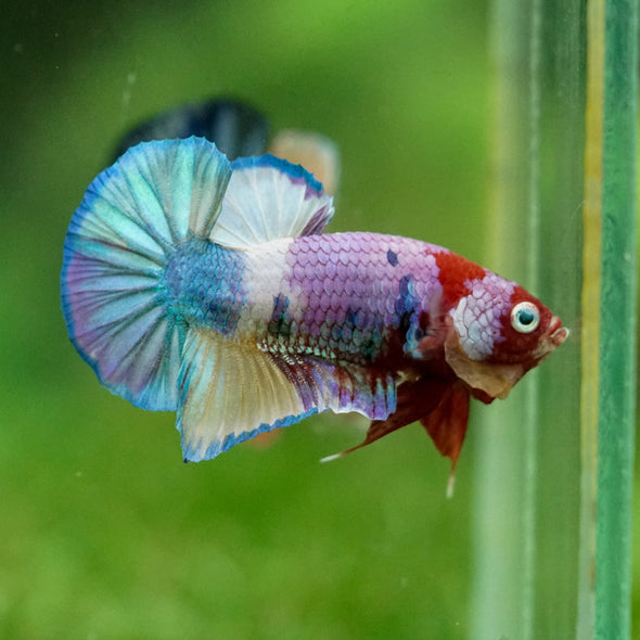 Multicolor/Galaxy Koi Plakat -11 weeks Old