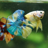 Multicolor/Galaxy Koi Plakat -16 weeks Old