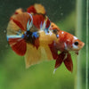 Multicolor/Galaxy Koi Plakat -16 weeks Old