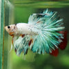 Galaxy/Candy Koi Halfmoon - 14 weeks old
