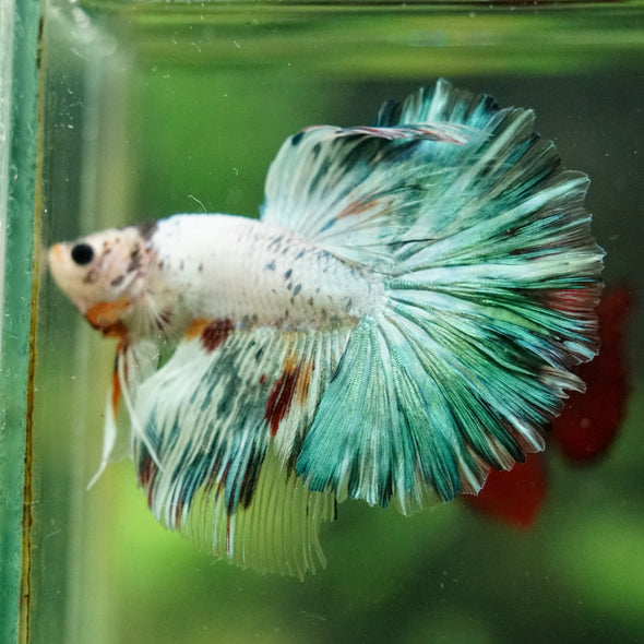 Galaxy/Candy Koi Halfmoon - 14 weeks old