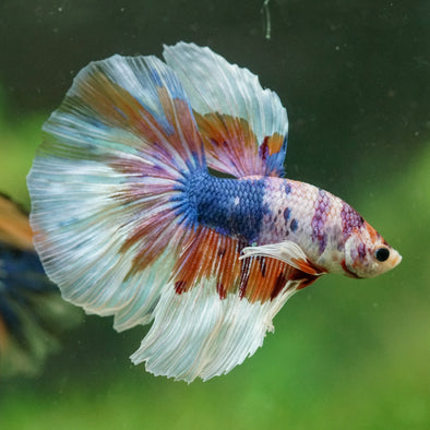 Galaxy/Candy Koi Halfmoon - 14 weeks old
