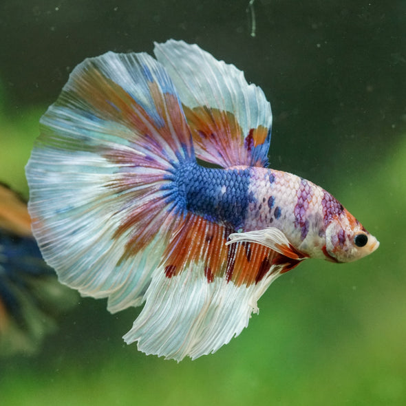 Galaxy/Candy Koi Halfmoon - 14 weeks old