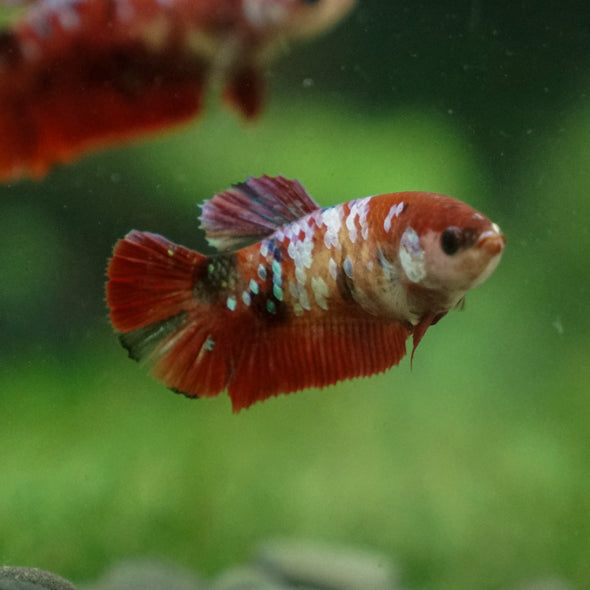 Multicolor/ Galaxy Koi Plakat- Female- 13 Weeks Old