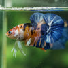 Multicolor/Galaxy Koi Plakat -16 weeks Old