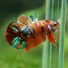 Multicolor/Galaxy Koi Plakat -13 weeks Old