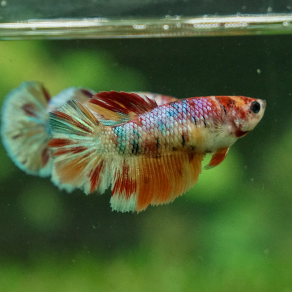 Multicolor/ Galaxy Koi Halfmoon - Female- 13 Weeks Old