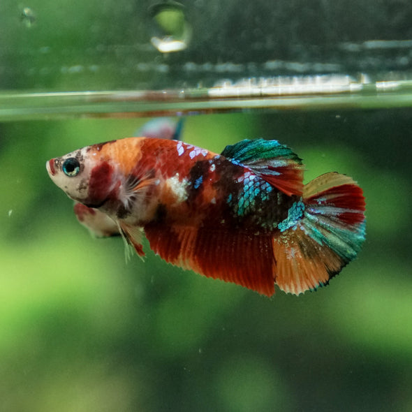 Multicolor/ Galaxy Koi Plakat- Female- 13 Weeks Old