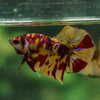 Multicolor/Galaxy Koi Plakat -13 weeks Old