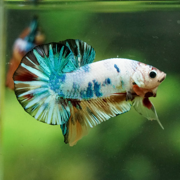 Multicolor/Galaxy Koi Plakat -16 weeks Old