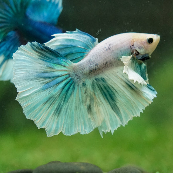 Dumbo Halfmoon - 12 weeks old