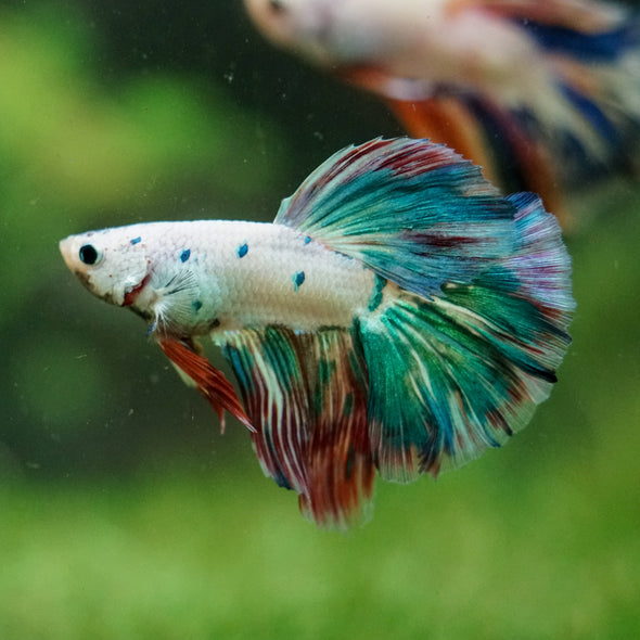 Galaxy/Candy Koi Halfmoon - 14 weeks old